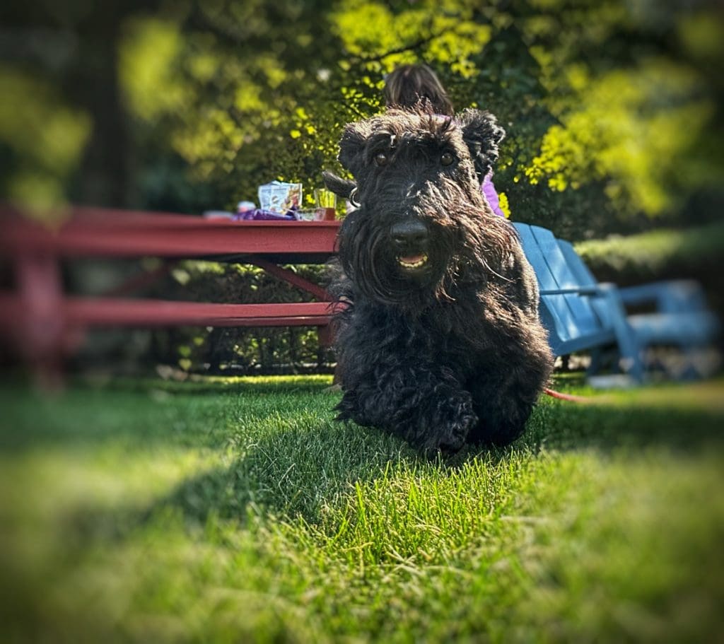 This image portrays Dog Lodging Policy by Ephraim Village Cottages.