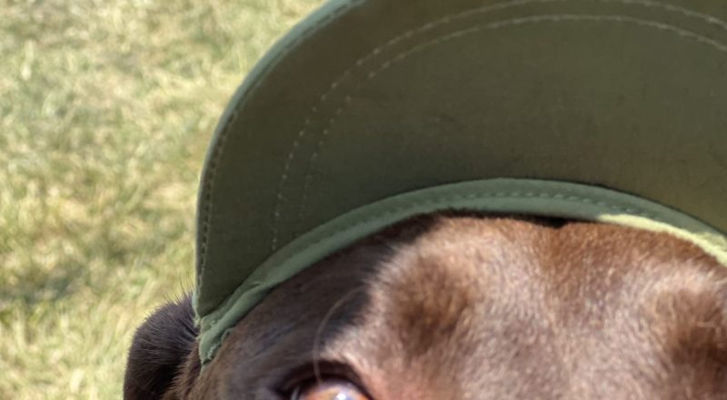 PupCup