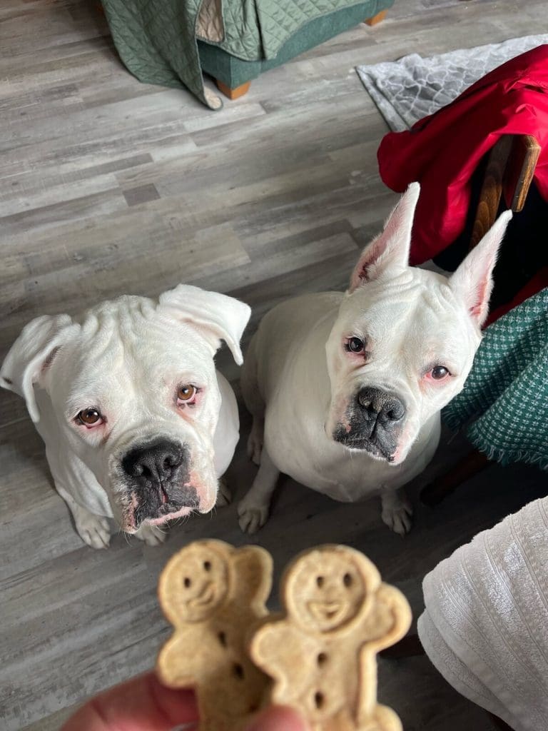 This image portrays Dog Lodging Policy by Ephraim Village Cottages.