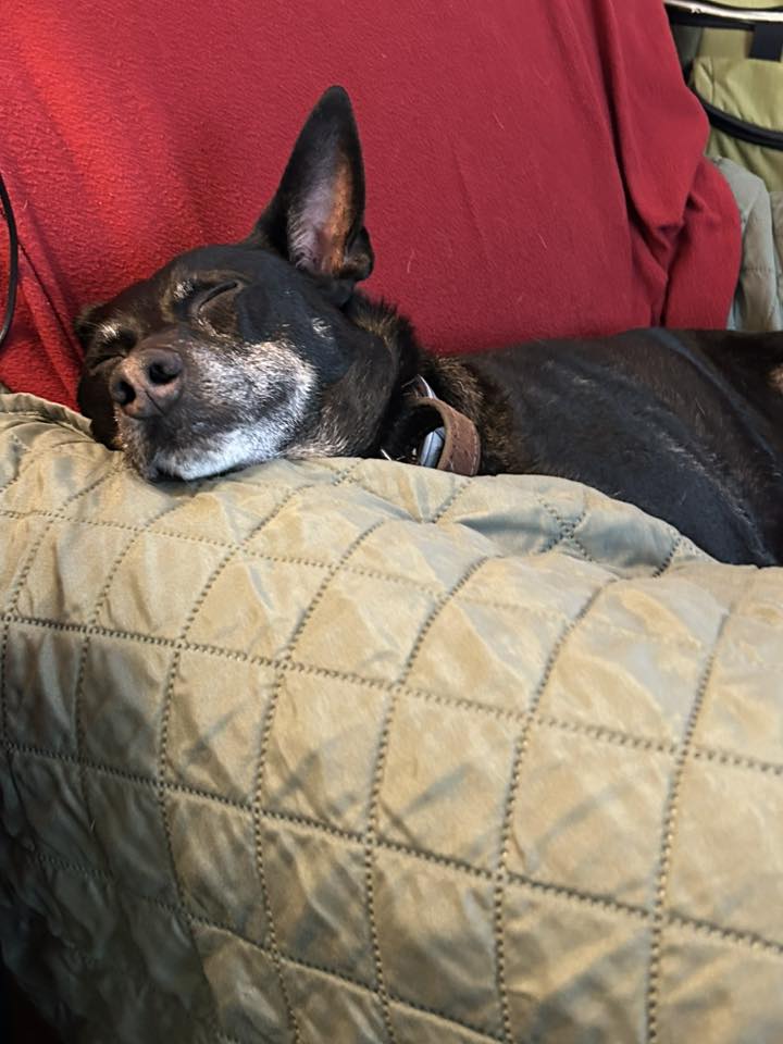 This image portrays Dog Lodging Policy by Ephraim Village Cottages.