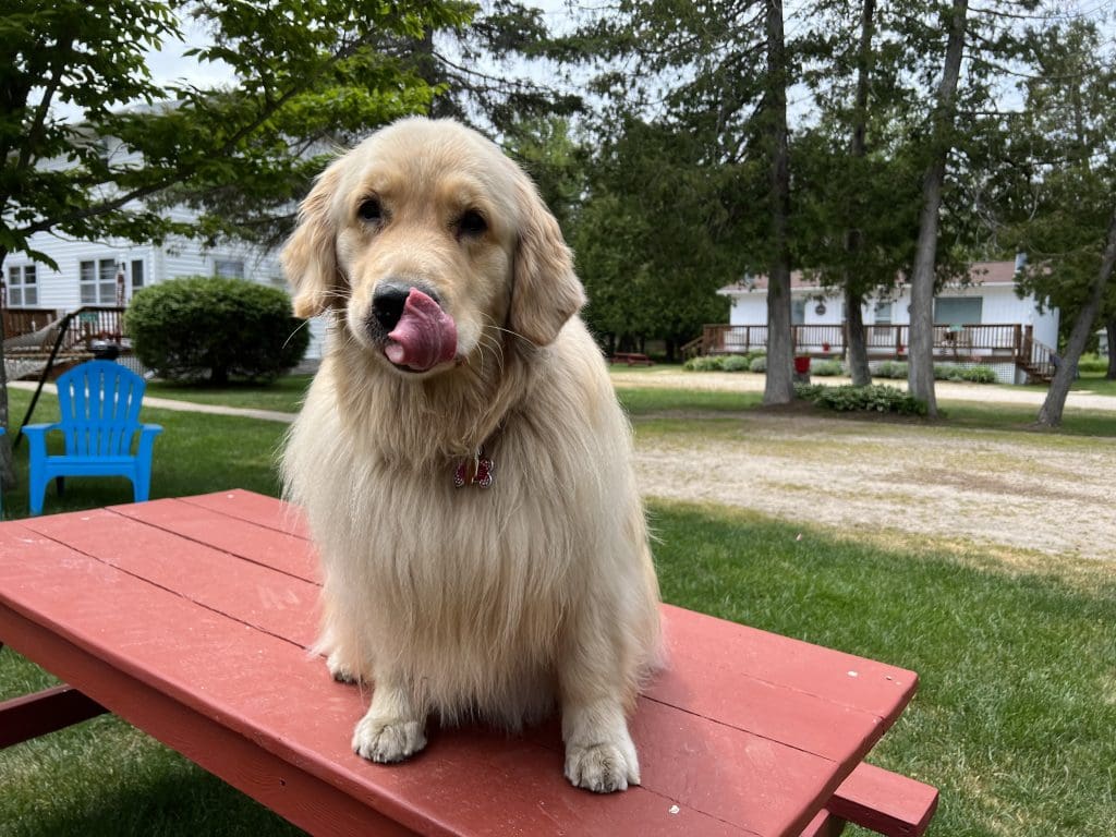 This image portrays Dog Lodging Policy by Ephraim Village Cottages.