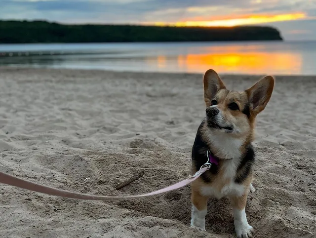 This image portrays Dog Lodging Policy by Ephraim Village Cottages.