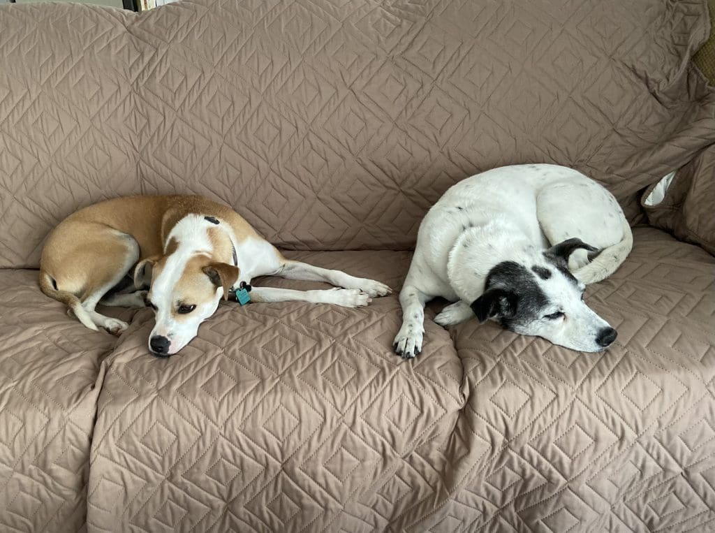 This image portrays Dog Lodging Policy by Ephraim Village Cottages.