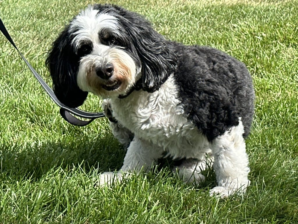 This image is by Ephraim Village Cottages.